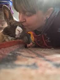 Mini lop and lionhead bunnies enjoying fall fun