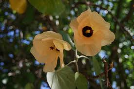 Image result for Hibiscus tridactylites