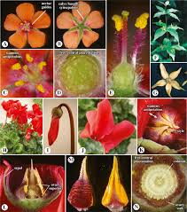 Image result for Myrsinaceae