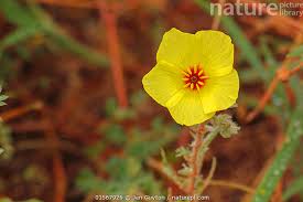 Image result for Tribulus zeyheri