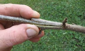 Grafting onto exsisting trees is approached in one of two basic ways, either by topworking or by frameworking. Step By Step Guide To Grafting Fruit Trees Mossy Oak