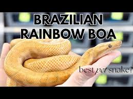 Petco Brazilian Rainbow Boa: Iridescent & Intelligent Snake