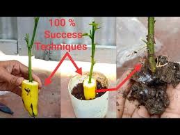 Understand the appropriate systems for growing seeds. Pin On Planting