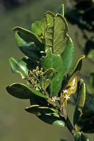 Image result for Cassinopsis tinifolia