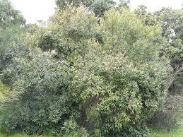 Image result for Euclea crispa