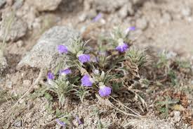 Image result for Blepharis acanthodioides