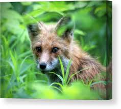 Red Fox Canvas Print