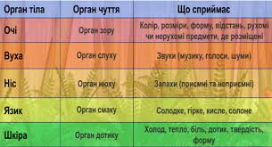 Урок №31. Нервова система та її значення. Органи чуття