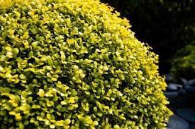 Check spelling or type a new query. Low Shrubs That Do Not Attract Bees Wasps Ehow Golden Euonymus Shrubs Low Maintenance Shrubs