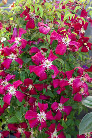 This protects the stem bases from mechanical damage. Clematis Madame Julia Correvon Buy Online At Annie S Annuals