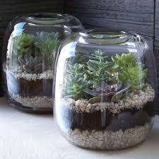 Succulent Terrariums Be Sure To Use Cactus Soil Or Even That Mixed With Sand For Good Drainage Succulent Terrarium Succulent Garden Outdoor Succulents
