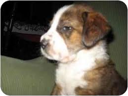 We did not find results for: Baltimore Md Boxer Meet Hannah A Pet For Adoption