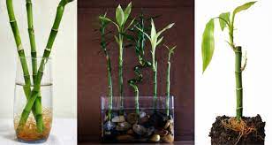 Lucky bamboo in water or soil. Top 10 Faq For Lucky Bamboo My Garden Life