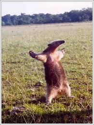 Funny animals cute animals horse pictures. Create Meme Fuck You Im A Anteater Smiling Animals Funny Animals Pictures Meme Arsenal Com