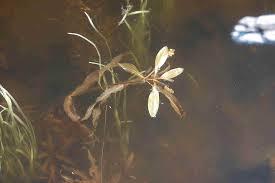 Image result for Potamogeton