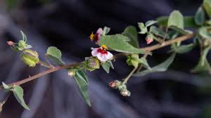 Image result for Abutilon austro-africanum