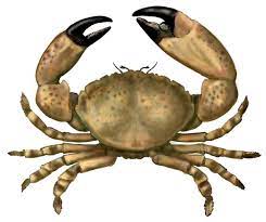 Ketam nipah yang kenali dengan nama umum mud crab atau mangrove crab, dengan nama saintifiknya scylla serrata adalah sejenis haiwan dari jenis krustasea. Ketam Nipah Halal Dimakan Majlis Fatwa Umpan