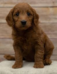 Mini goldendoodle puppies for sale in texas. Hope F1 Female Mini Goldendoodle Puppy Avilable For Sale Iowa