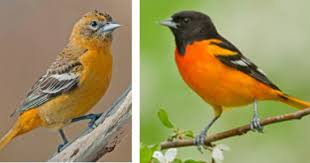 Birds That Look Like Baltimore Orioles Baltimore Oriole Baltimore Orioles Birds Baltimore Orioles Oriole Bird