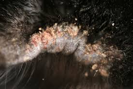 Image result for Trombicula autumnalis bites