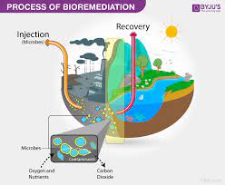 These include reduced cost compared to more traditional methods and sustainability. Bioremediation Process Types Of Bioremediation Examples