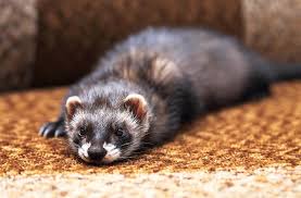 Is Your Ferrets Poop Normal