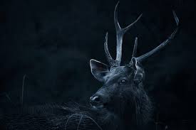 Download now gambar hitam dan putih tanduk rusa jantan binatang. Gratis Rusa Jantan Foto Piqsels