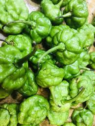 Les infos, chiffres, immobilier, hotels & le mag. Scotch Bonnet Peppers Green Whole Fresh Pods Green Pods Etsy
