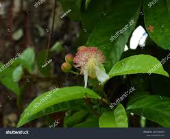 Image result for Tetracera