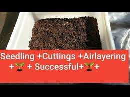 Some people add peat to their compost heaps, though this practice often meets with only mixed results. Pin On Garden Soil Moss Peat