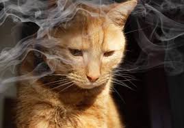 Secondhand smoke exposure can be measured by testing indoor air for respirable (breathable) suspended particles (particles small enough to reach the lower airways of the human lung) or individual chemicals such as nicotine or other harmful and potentially harmful constituents of tobacco smoke (3, 5). Faber Avoid Exposing Your Cats To Second Hand Smoke Pet Day Thesunchronicle Com