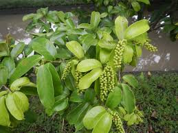 Image result for Antidesma membranaceum