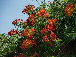 Zierliche bis stattliche, vollkommen winterharte stauden mit mediterranem charakter. Wann Sind Mediterrane Rankpflanzen Winterhart Arten Und Pflege Mediterrane Pflanzen Winterhart Rankende Pflanze Pflanzen