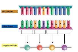 Solved Use The Dna Template Strand And The Mrna Strand To