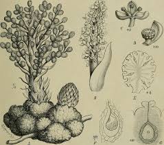 Image result for Sarcophyte