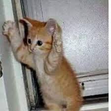 Minnos Kedi On Twitter Gercekmi Gercekmi