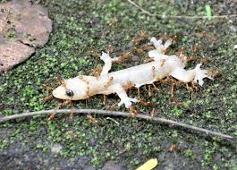 Intuitive fred888: The March of the Christmas Island Red Crab