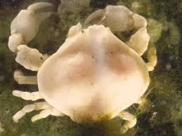 Image result for Crabbea nana