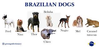 Brazilian Dogs Greengo Dictionary Facebook