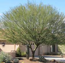 Check spelling or type a new query. Desert Museum Palo Verde Horticulture Unlimited