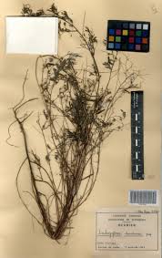 Image result for Indigofera dendroides