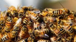 Search for bee hive removal with us. Swarm Of Bees Attack 14 Kids On Hike On Jay Blanchard Trail