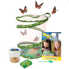Spicebush swallowtail caterpillars tend to reside in spicebush. The Original Butterfly Garden With 3 5 Caterpillars Insect Lore