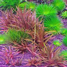 Image result for Eriocoelum