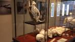 Kunstproject Heelmeesters Museum Pathologie & Anatomie ... - YouTube