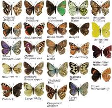 Black And White Spotted Caterpillar Uk Image Result For British Moth Identification Chart Free Drawing Dibujo De Polilla Insectos Polilla