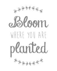 However, there are many things you can do to thrive even. Bloom Where You Are Planted Free Printable Bloom Where You Are Planted Free Printable Quotes Bloom