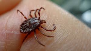 High Risk Areas For Lyme Disease Expand In Pa Northeast Region Publicsource News For A Better Pittsburgh