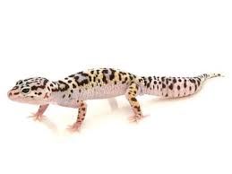Black And White Leopard Gecko Drawing Mack Snow Leopard Gecko For Sale Reptiles For Sale Mack Snow Leopard Gecko Gecko Leopard Gecko