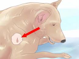 Most of the skin tag removal methods used by vets aren't unlike ones used by doctors. Skin Tags On Dogs What They Are And What You Can Do About Them